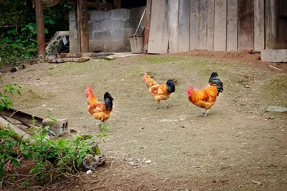 四渡赤水渡过金沙江,四渡赤水渡过大渡河