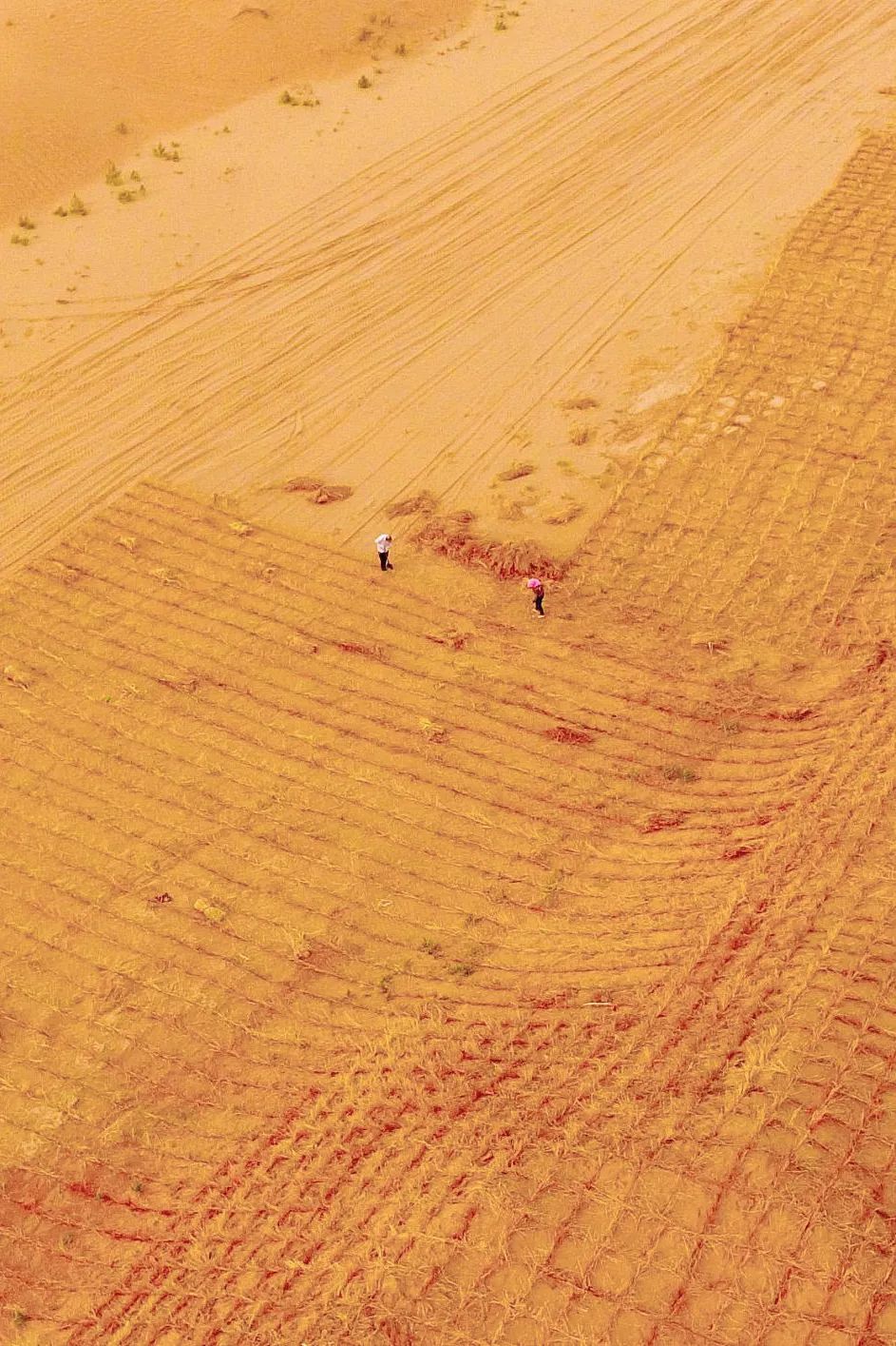 中国植树造林成果国外有什么看法,植树造林改造沙漠