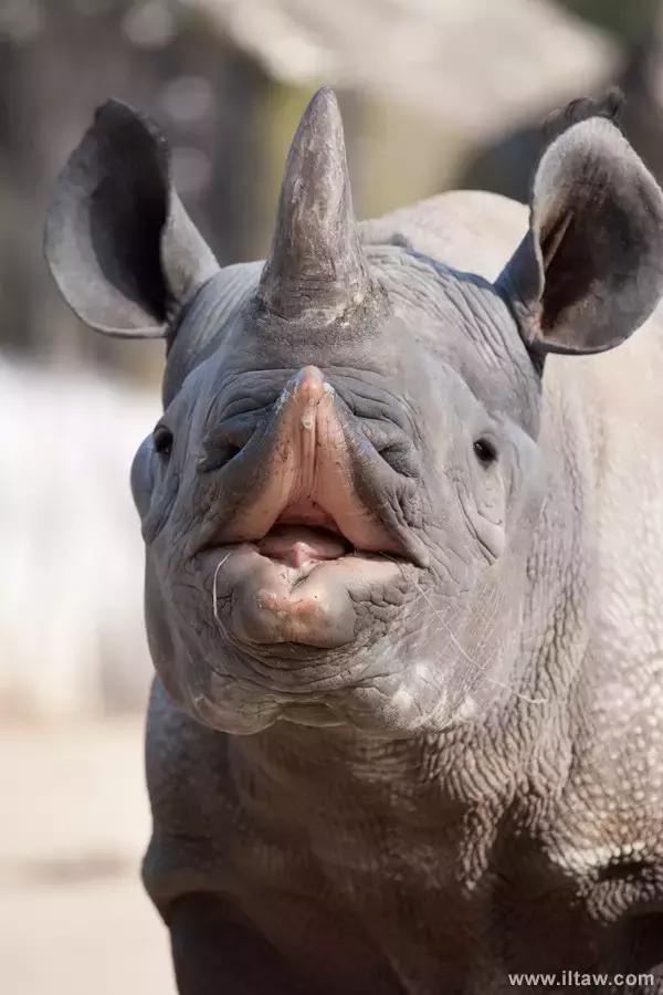 犀牛是否是牛科动物,动物大百科介绍之犀牛