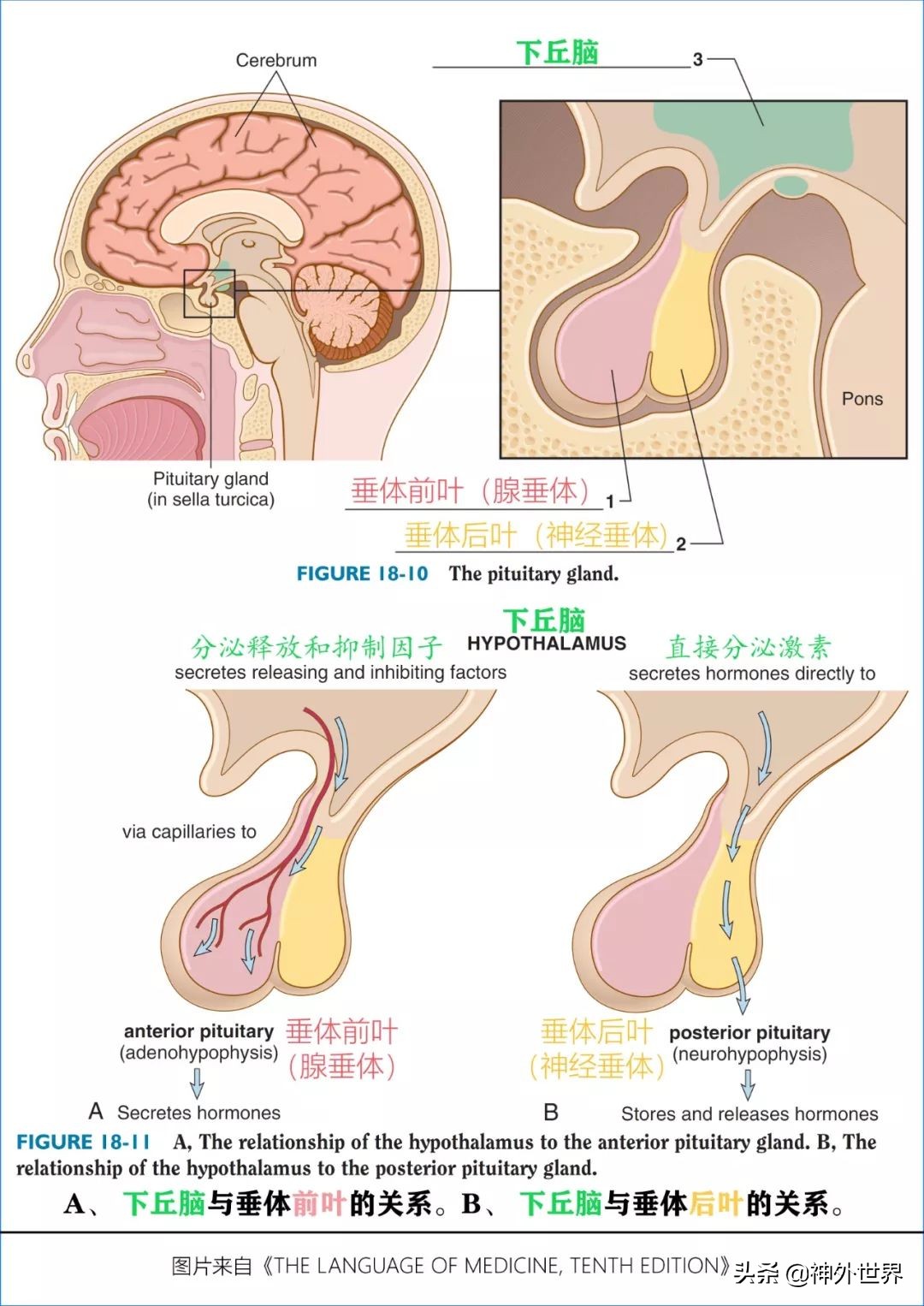 鞍区核磁解剖图,鞍区解剖与手术