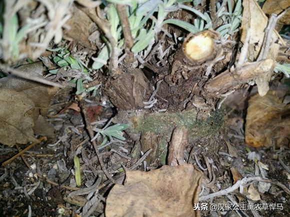 种植薰衣草可以防苍蝇吗,什么品种的薰衣草驱蚊效果最好