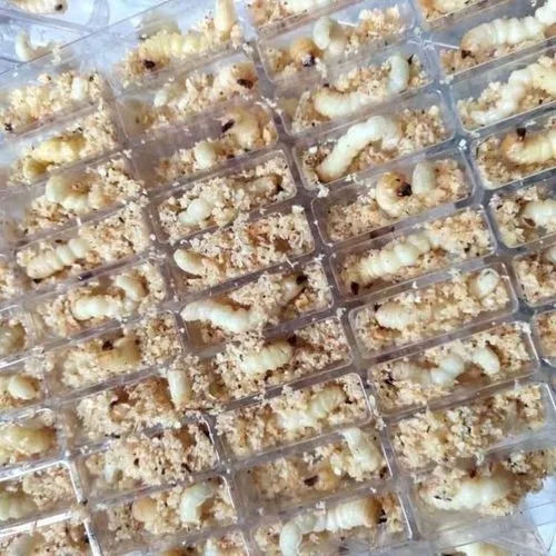 画眉鸟的喂养方法和技巧,画眉鸟的食物怎样配比