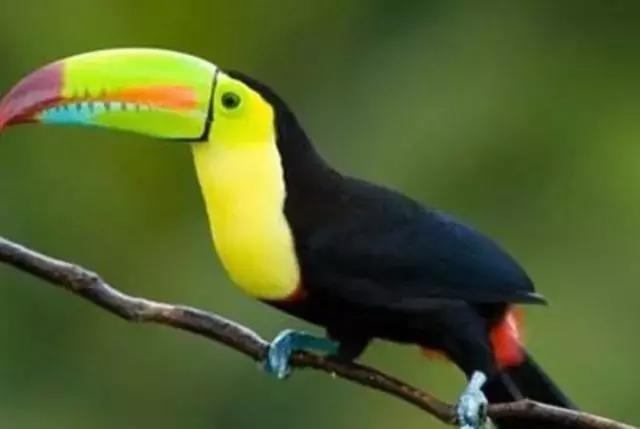 世界十大不寻常宠物,全球最稀有的宠物