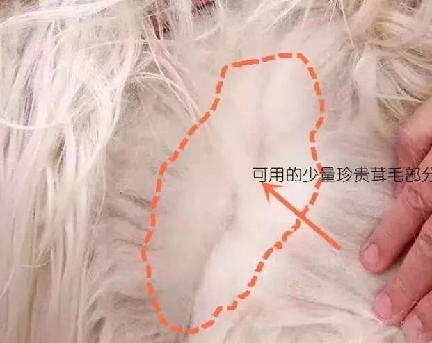 克什米尔羊毛跟羊绒的区别,100支高支羊毛和羊绒的区别