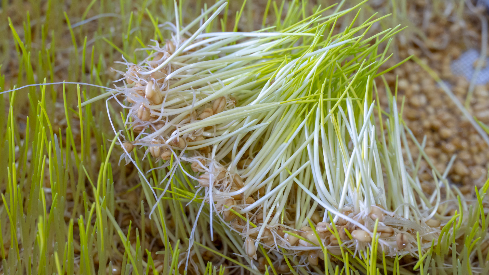 我家从来不买零食原创,低筋面粉做100种简单零食烤箱