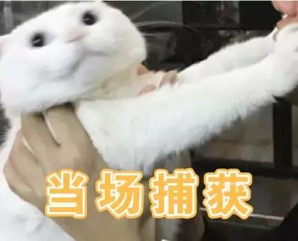 铁骑“快闪”查酒驾，昨晚17只“醉猫”落网！今晚免费“送代驾”！