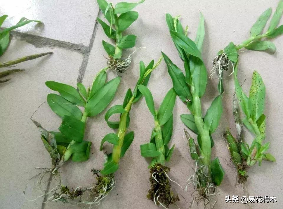 珍虫石斛什么档次,珍虫石斛花的介绍