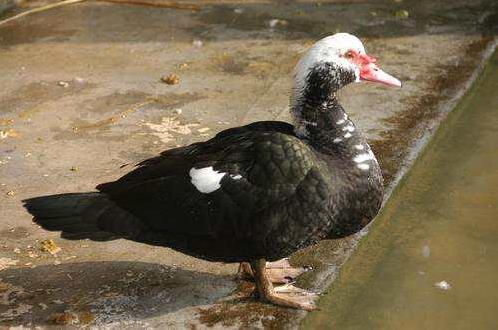 高清童年常见飞禽篇（值得珍藏）