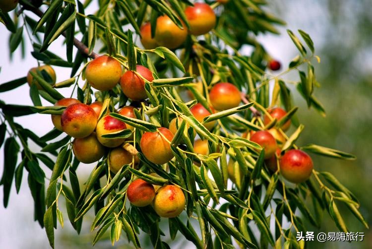 天津周边踏春好地方,天津一日游踏春路线