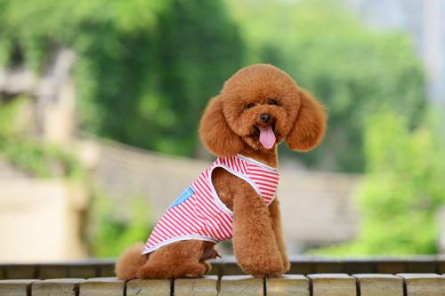 真正的泰迪犬有哪些品种,泰迪犬的潜力有哪些