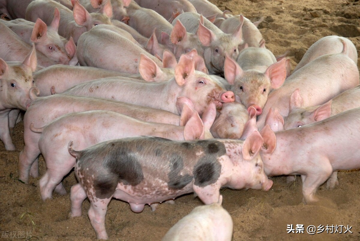 养猪利润那么低为什么还有人养,现在养猪的利润与成本真实