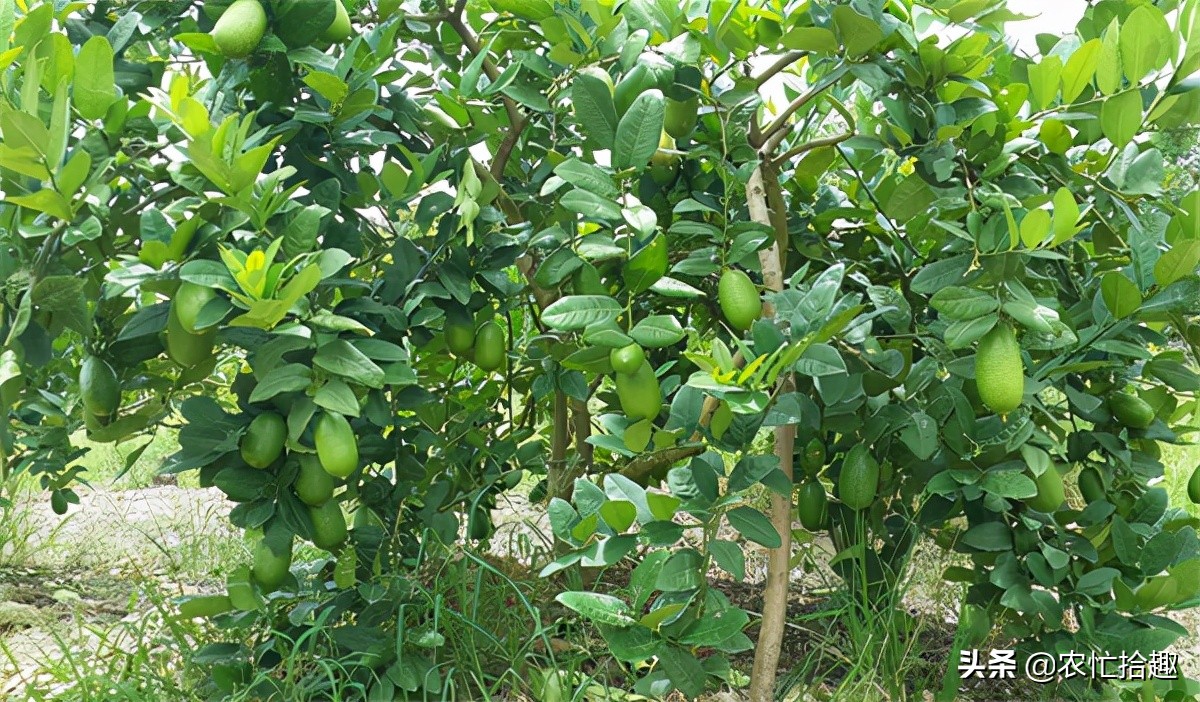 5月涨至一斤36元,吸引农民种植,如今价格腰斩,为何仍被看好