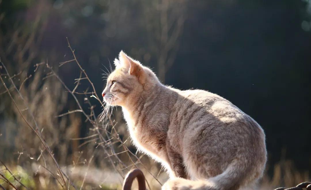 猫咪银渐层结膜炎症状,霍纳氏综合征猫会自愈吗