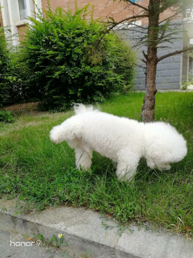 公比熊得了尿结石怎么治疗好,比熊长膀胱结石怎么回事