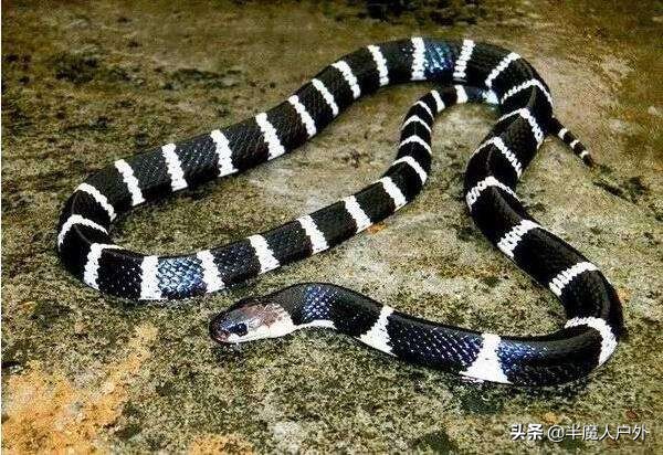 野外生存的知识有哪些,农村常见的蛇类你都认识吗