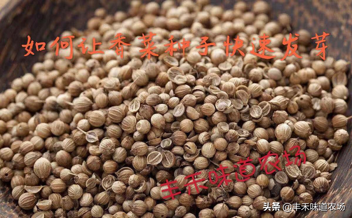 在家如何种植车厘子,车厘子自由种植