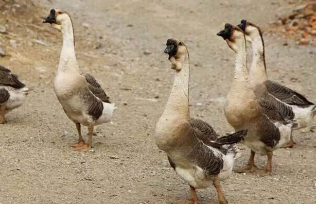 2019十大养殖品种图片,这两年最火的养殖品种