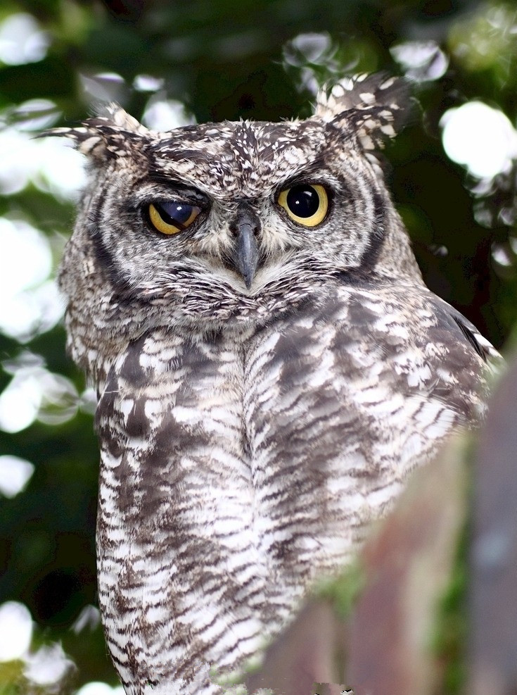 猫头鹰为什么有夜视能力,猫头鹰夜视能力与人的对比