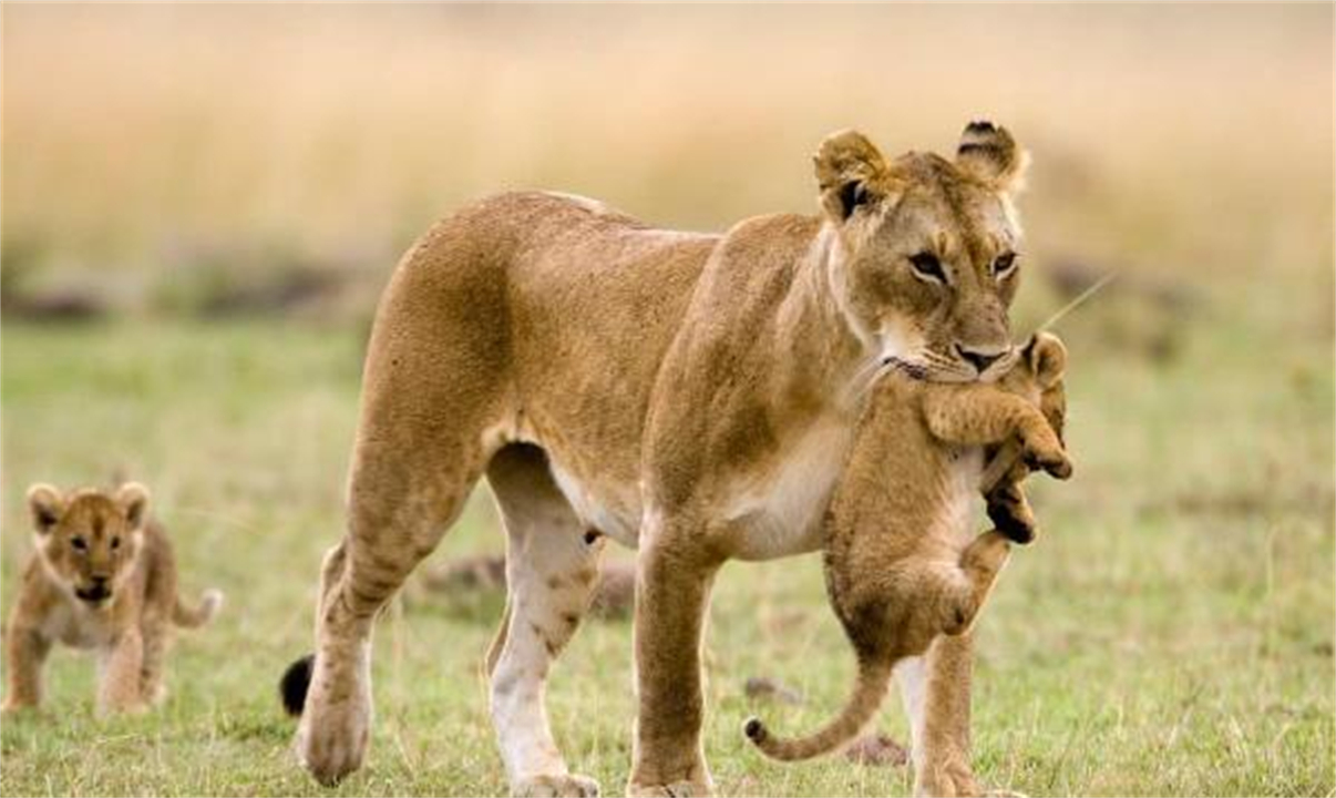 任何猫后颈被抓住猫都无法动弹吗,抓猫的后颈为什么猫不反抗