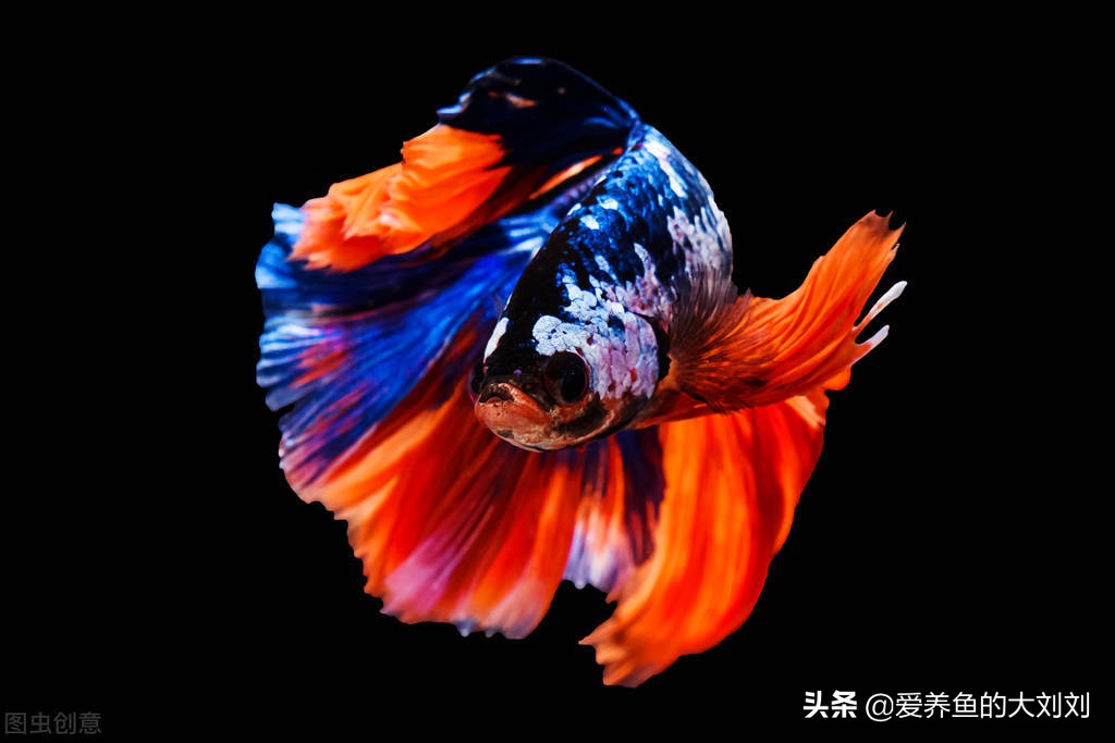 可以花钱买二手鱼缸吗有什么讲究,买二手鱼缸和新鱼缸哪个实惠