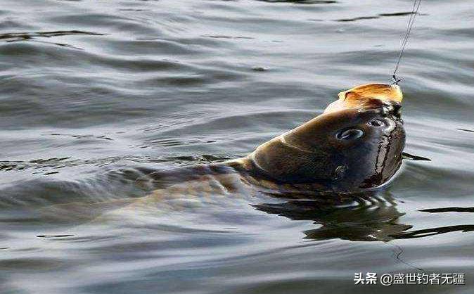 黑坑水质不好怎么钓鱼,黑坑看水质用什么饵钓鱼