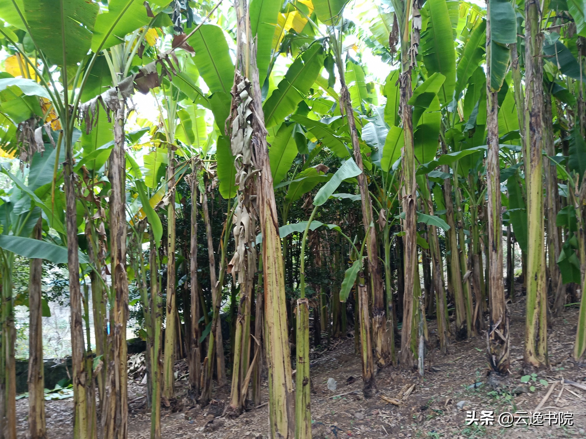 张旭和怀素为什么都被称为草圣,怀素是唐代杰出的书法家史称草圣