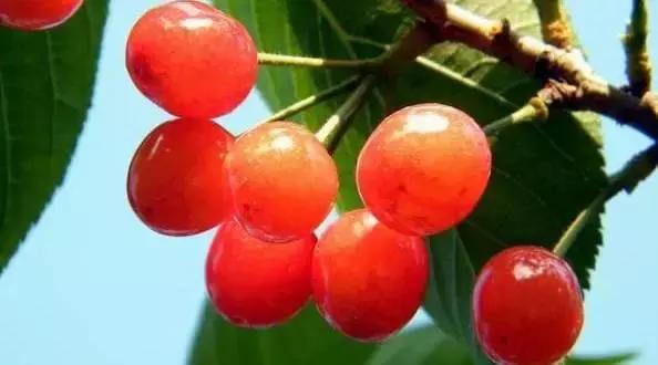 陕西樱桃采摘园大樱桃,西安樱桃采摘基地推荐