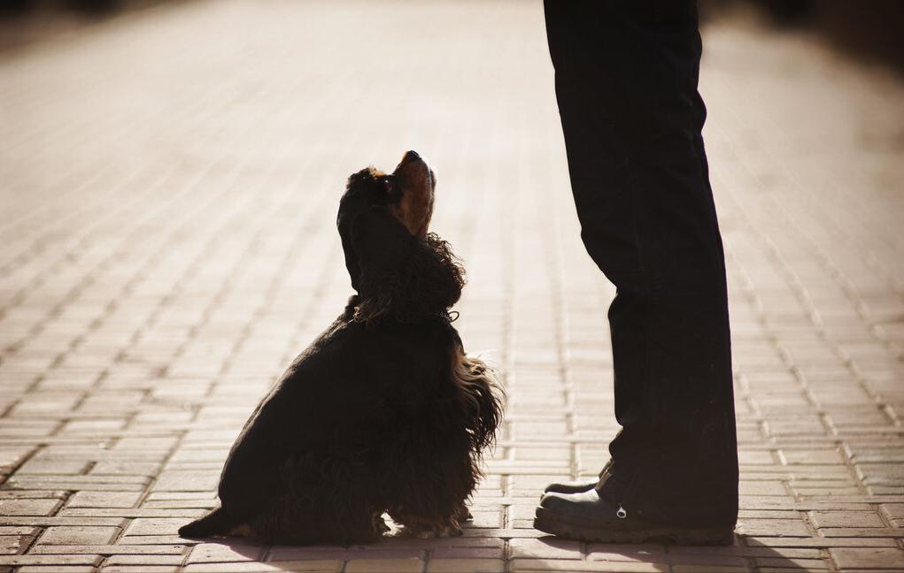 教狗秘籍,技巧训狗