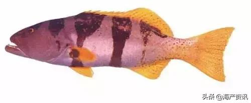 科普海洋鱼类知识儿童,海洋鱼类科普大全图解
