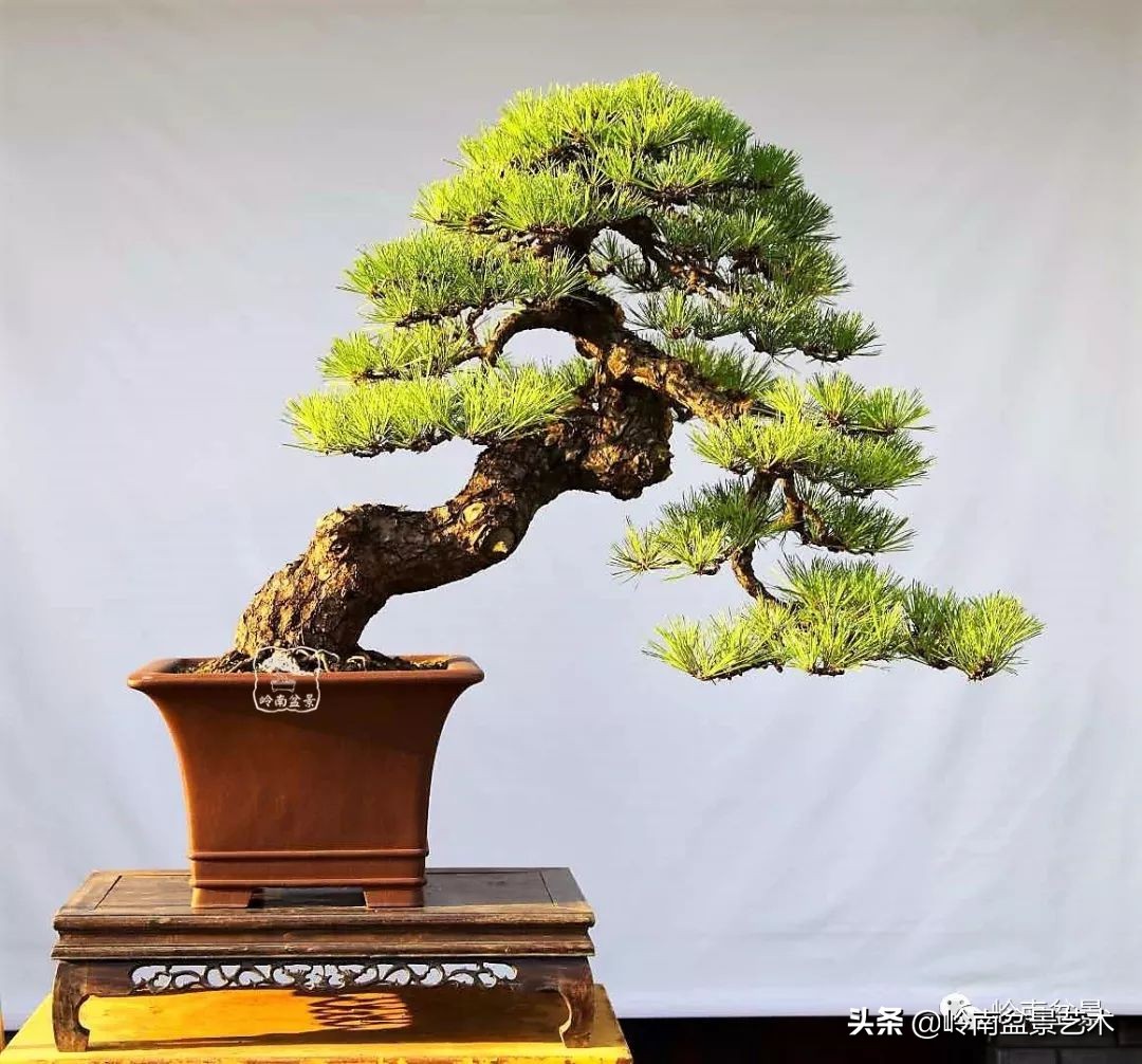 寒松纵老风骨在——赏松杂谈