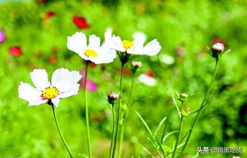 顾城的经典诗句感悟,顾城作为现代诗最大的特点