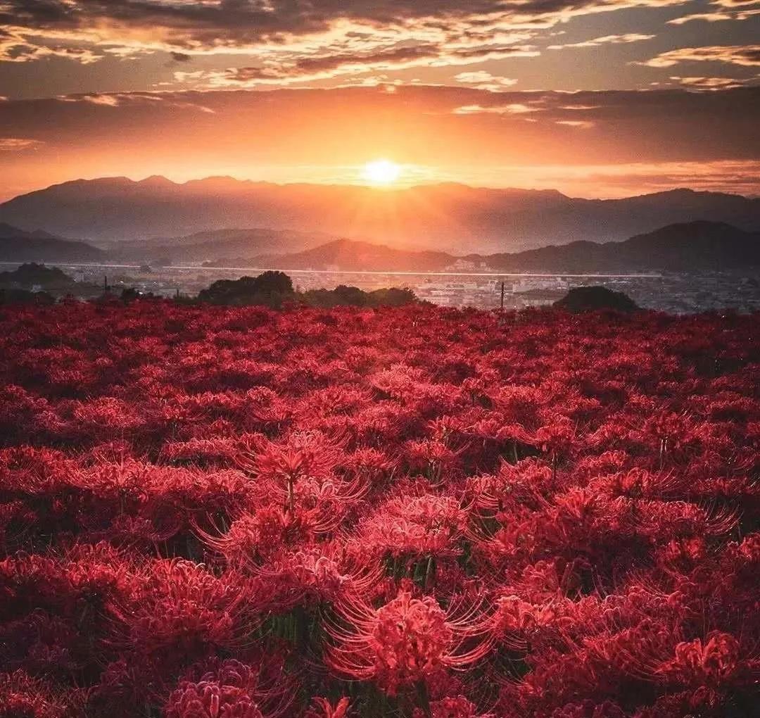 德国女兵吃饭视频,二战德国女兵的视频