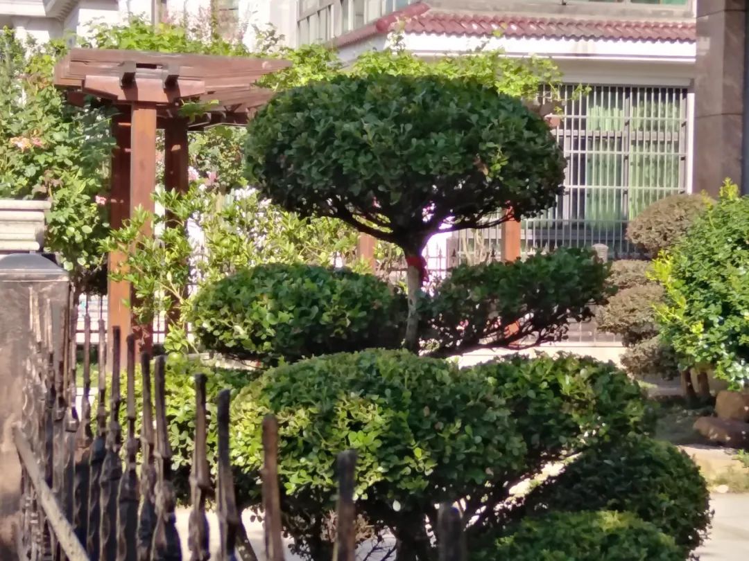 无锡江阴美丽田园,庭院深深美如画