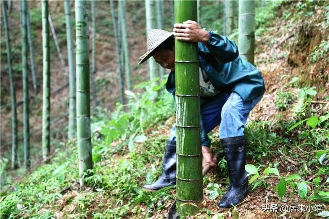 竹酒到底是真是假,竹酒真假辨别方法