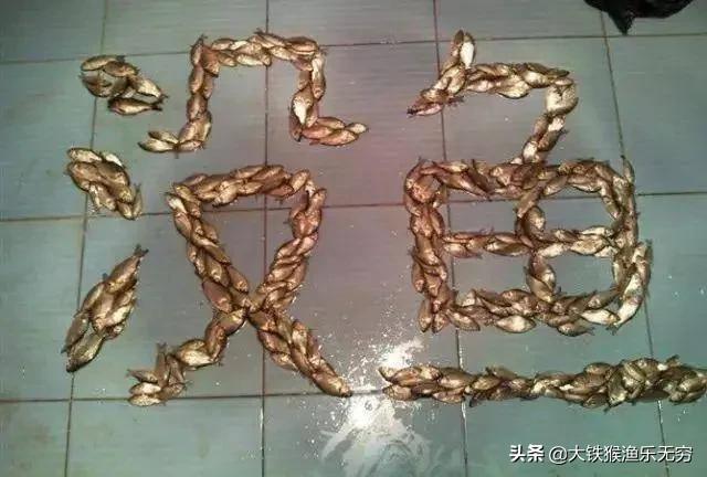 小杂鱼闹窝一招搞定,对付小杂鱼闹窝的绝招