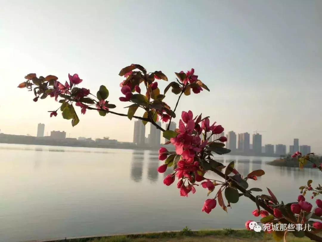 南阳老徐,河南南阳老徐最新视频