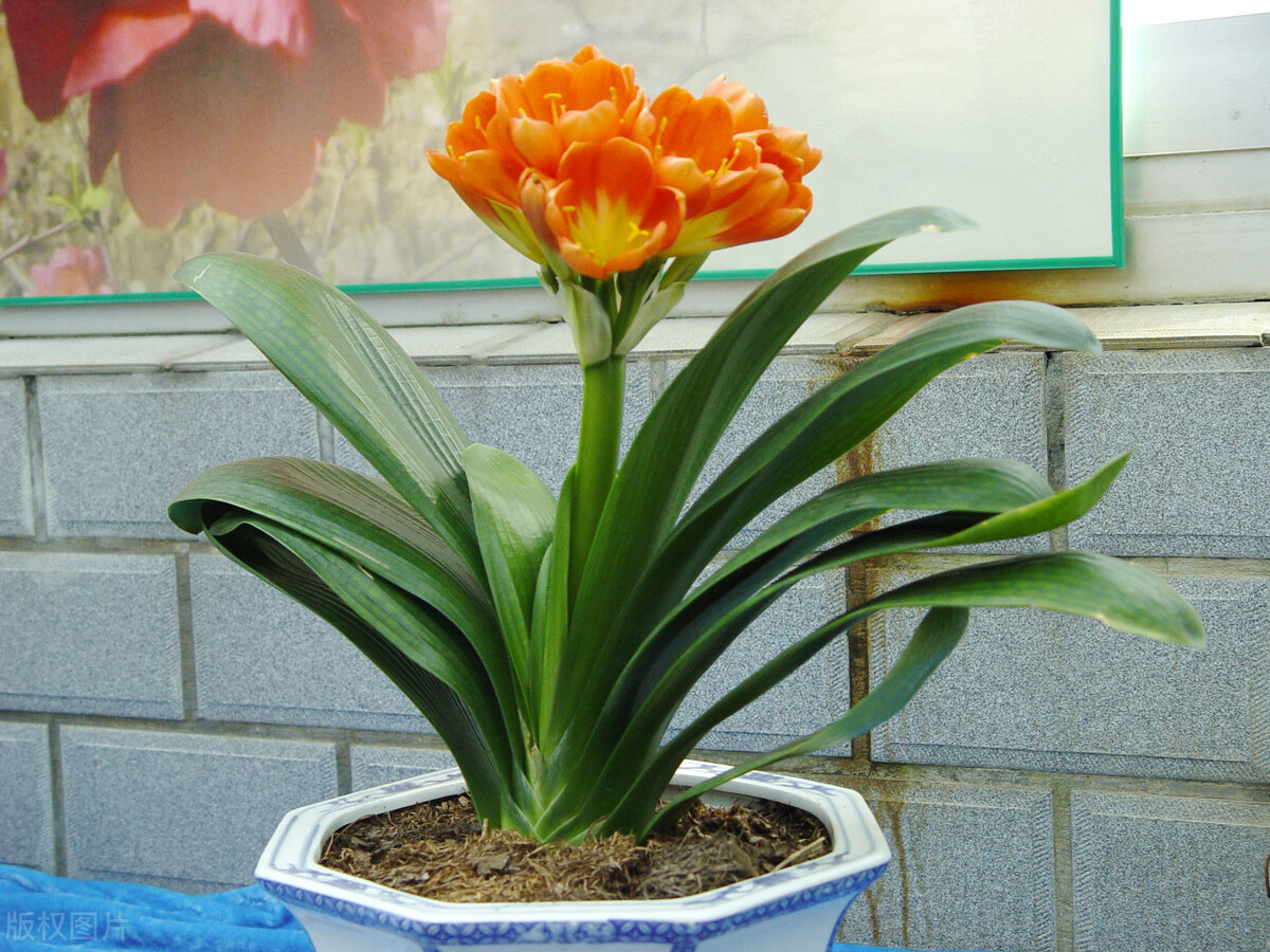 君子兰换盆要不要把老土全部换掉,老花匠给君子兰换盆的口诀