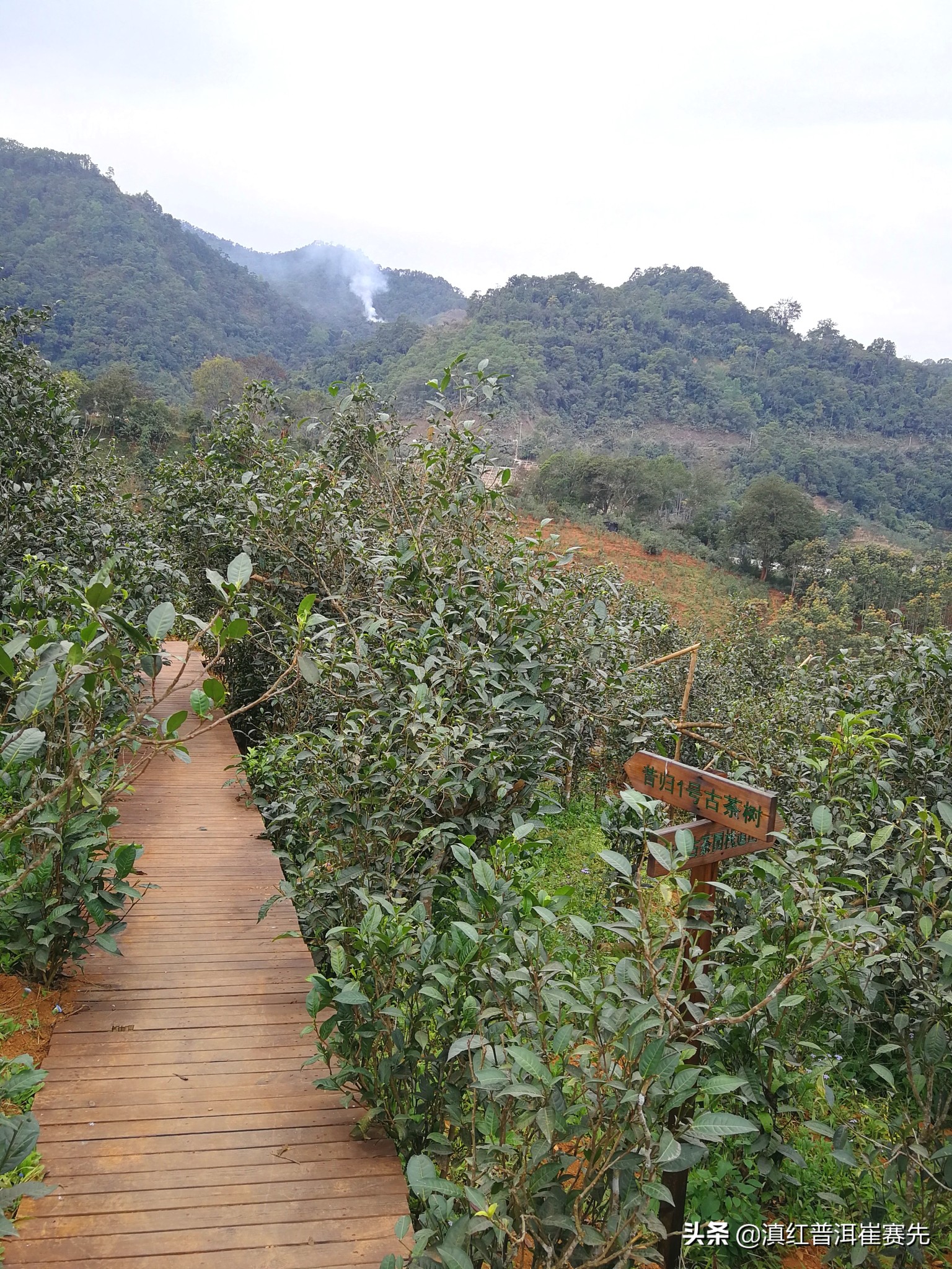 六大茶山号级普洱茶评测,昔归茶山行普洱茶