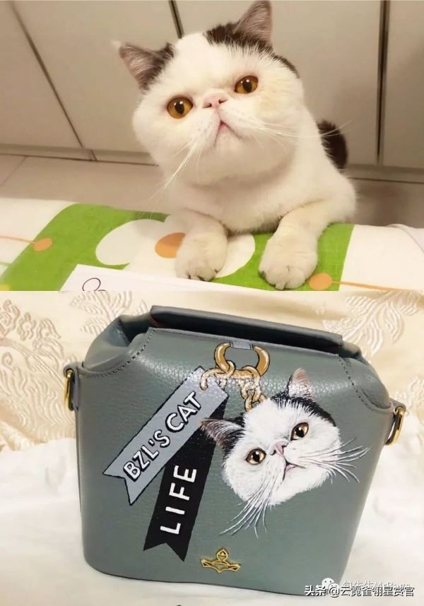 好看又大的宠物包,超好看的宠物包