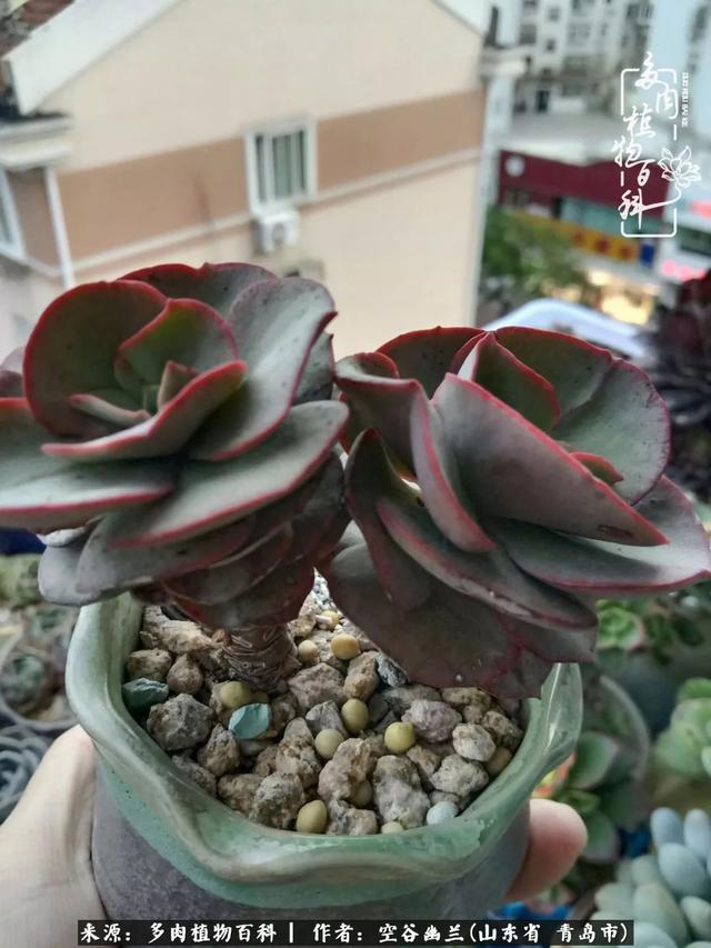 多肉最美的时光,多肉惊艳我的时光