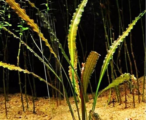 懒人水草怎么处理放入鱼缸,水草收到后怎么处理