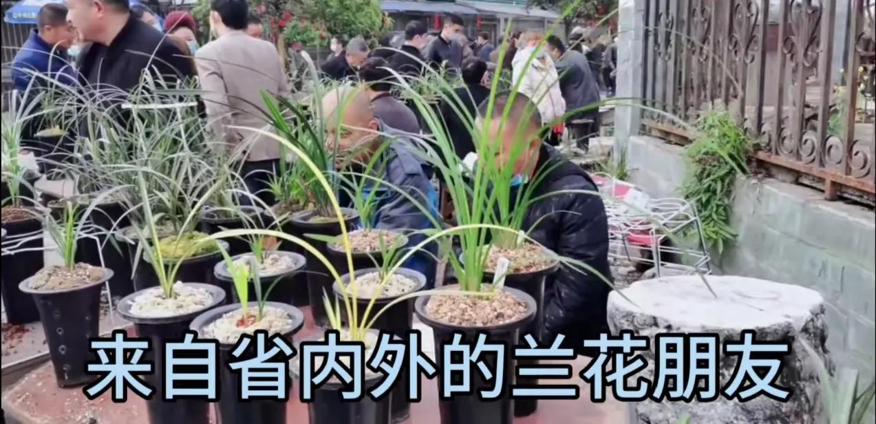 兰花市场情况,国兰兰花基地