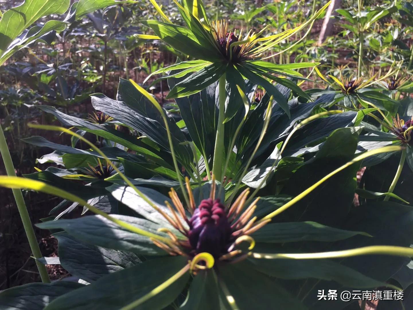 农村1种“蛇草”,叶片1层接1层,就像宝塔一样,人称“重楼”