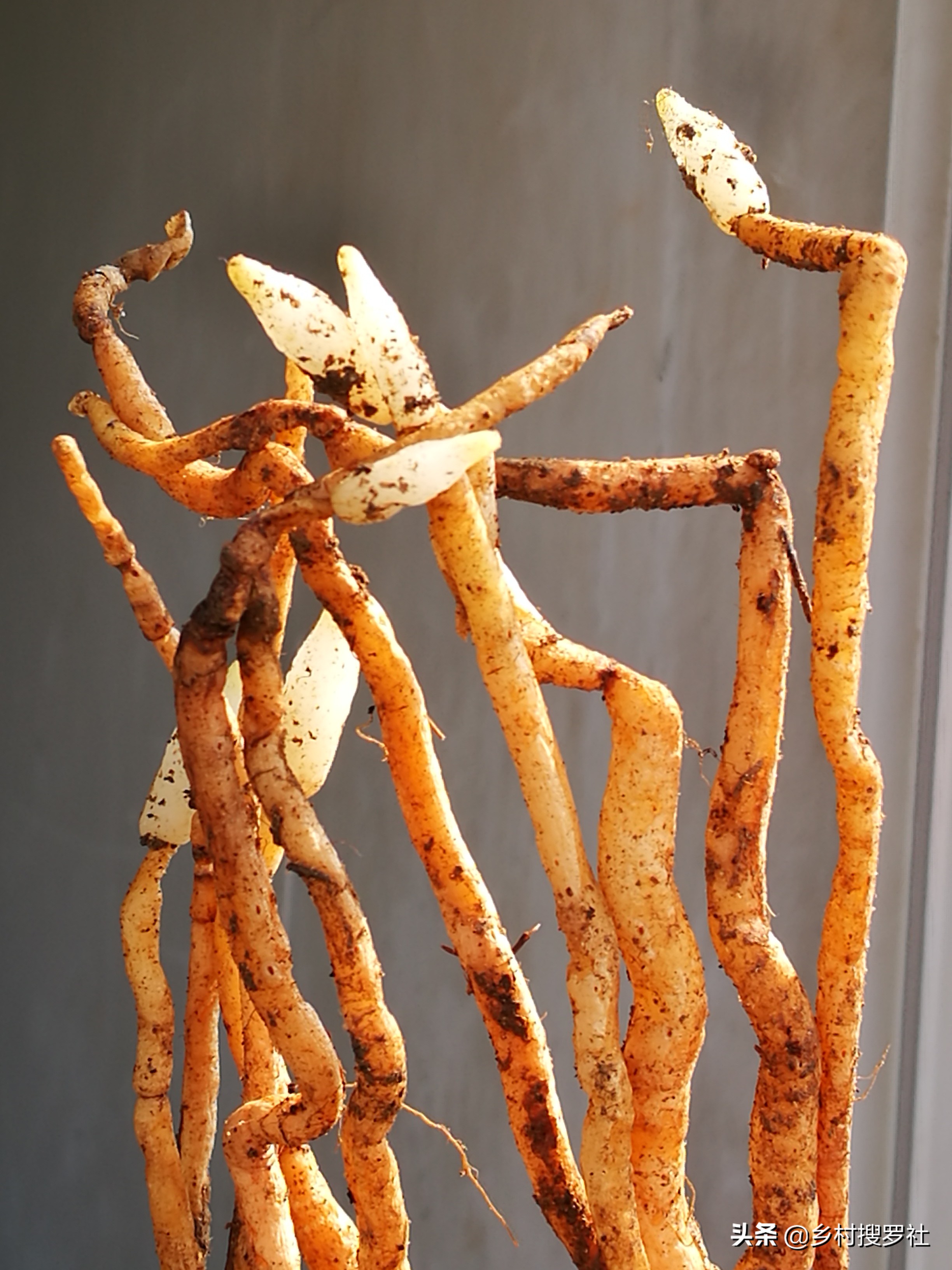 兰花有一个烂根就要翻盆吗,兰花根系特别多怎样分盆