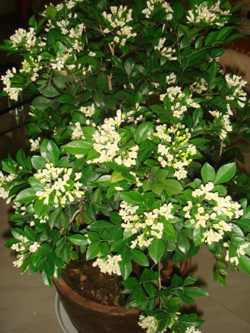 养一盆九里香能满屋飘香吗,如何养好九里香树