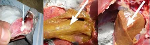 鸽子第一杀手—毛滴虫，在夏季如此猖獗，养鸽户们应该这样解决