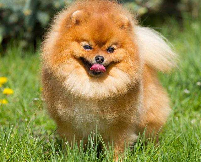 怎么挑选精品博美,怎么挑博美纯不纯