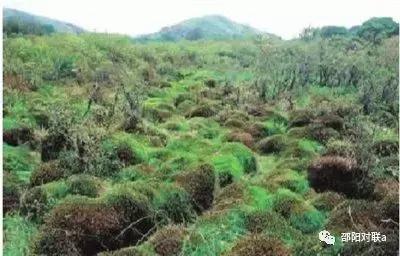 邵阳楹联的基本情况,湖南邵阳楹联碑刻