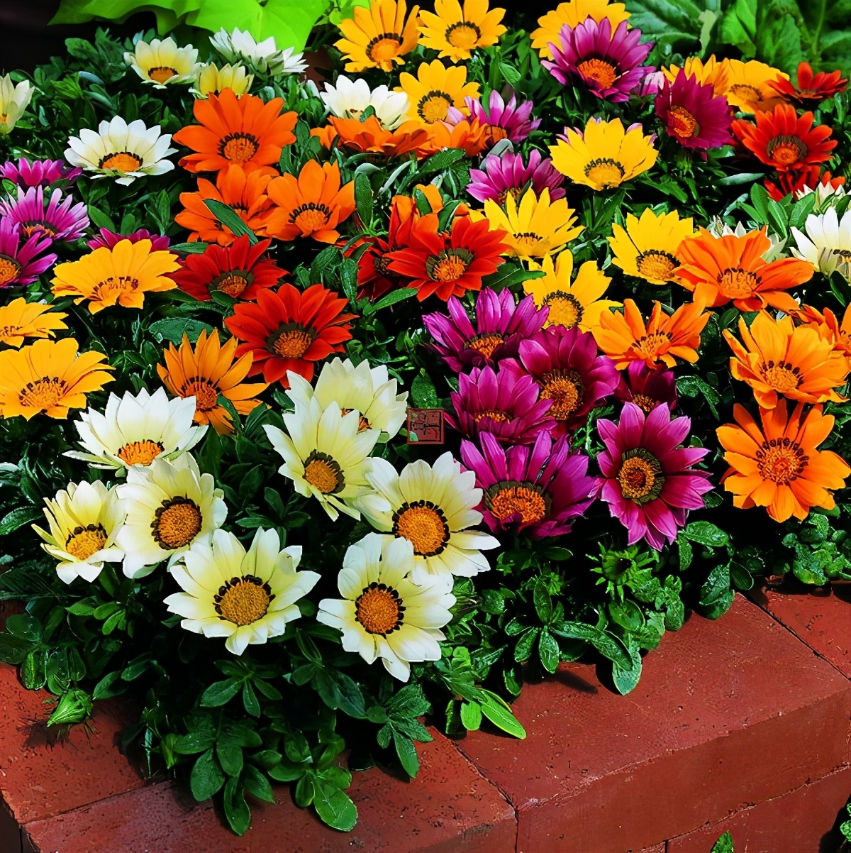 勋章菊怎么养才能爆盆,勋章菊怎么养花