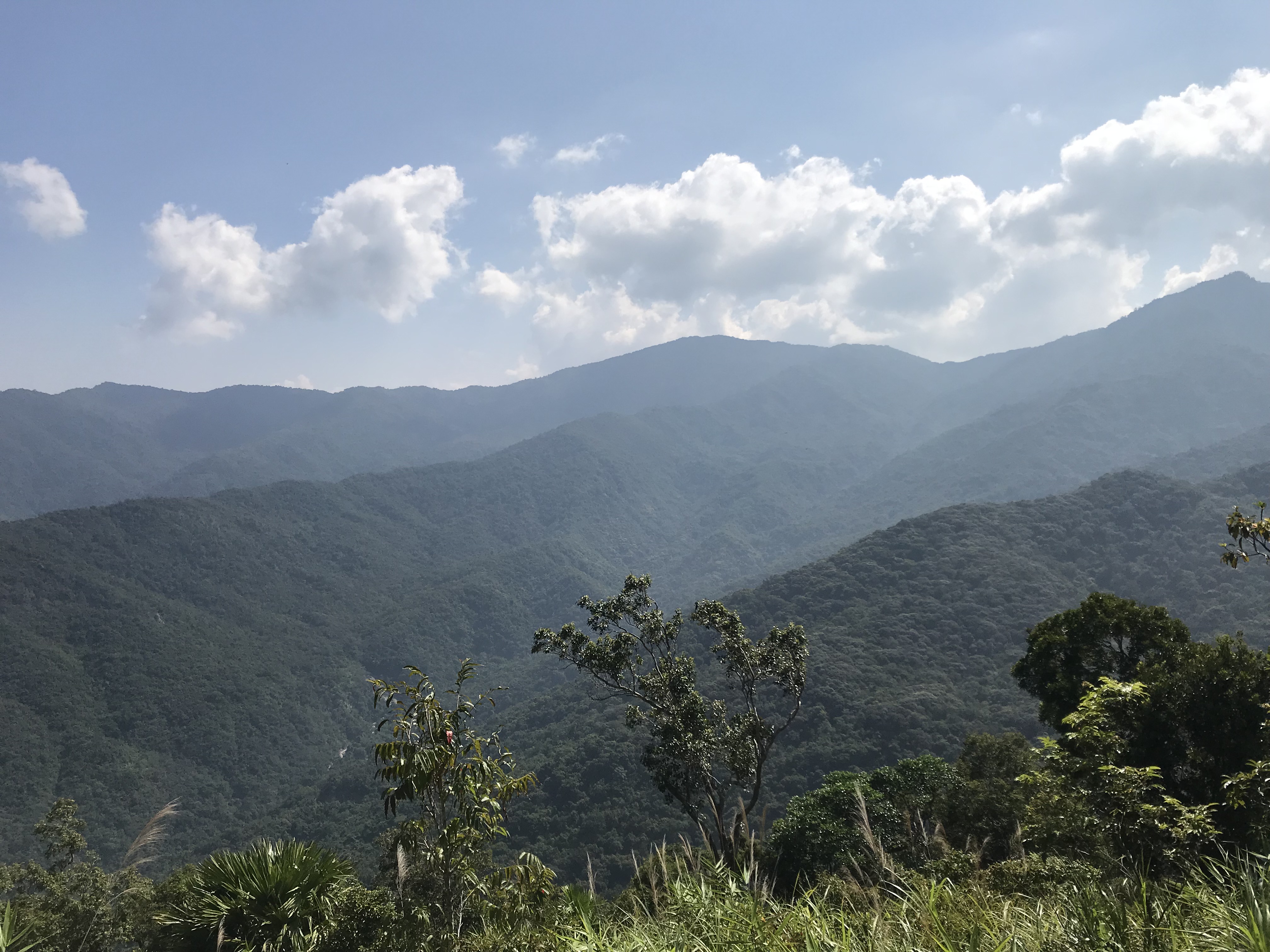 1500年的“母生”藏于此，这里集海南珍稀名木，神奇霸王岭